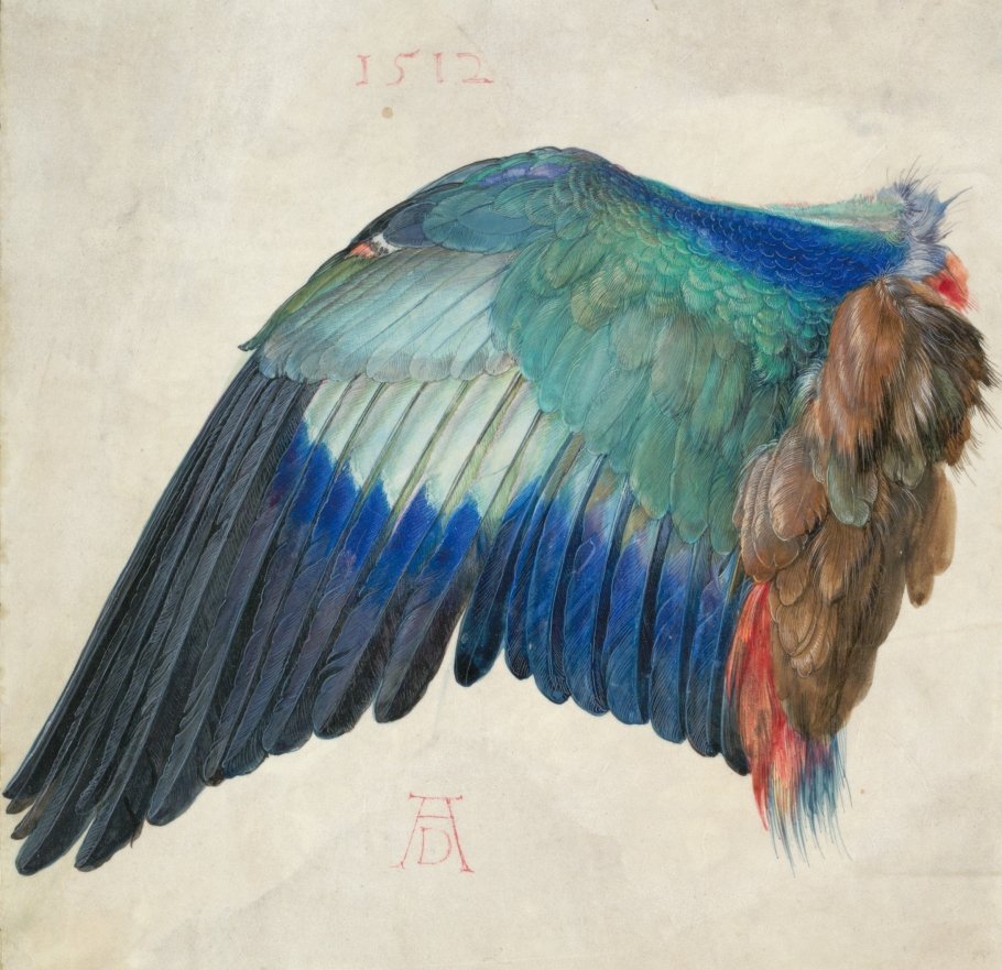 Albrecht Dürer, Der Flügel einer Blauracke, um 1500, Aquarell und Deckfarben, mit Deckweiß gehöht © Albertina, Wien