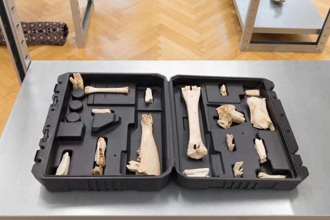 Nicolás Lamas, Tools, 2016 Plastic case, animal bones, 16 x 55,5 x 32,5 cm