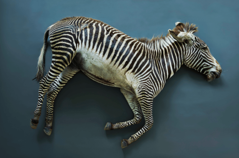 Thomas Struth, Zebra (Equus grevyi), Leibniz IZW, Berlin 2017, 2017 126 x 190,5 cm, InkJet Print, Edition 5 / 6 | © Thomas Struth
